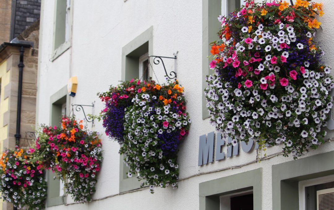 Hanging Basket Display