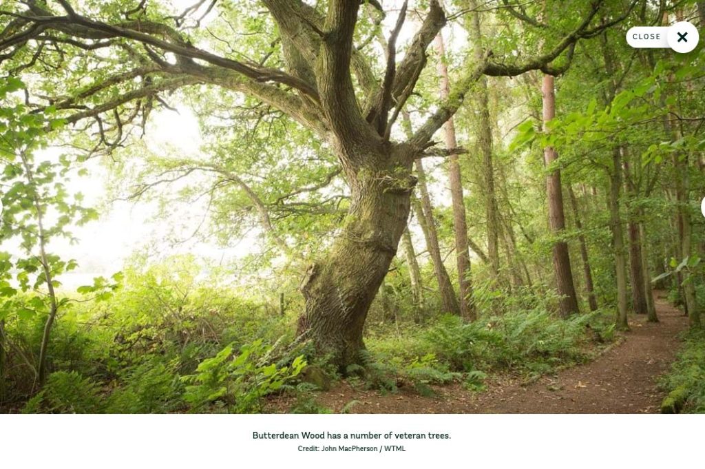 Image of tree and path in Butterdean Wood near Haddington