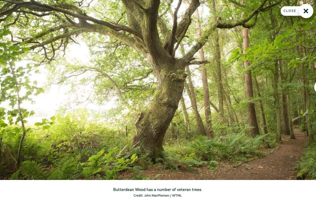 Image of tree and path in Butterdean Wood near Haddington