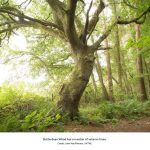 Image of tree and path in Butterdean Wood near Haddington