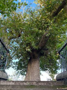 Memorial Tree for John Knox Haddington